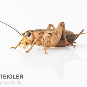 Steppengrillen, groß (7), Futterinsekten ca. 20 Stück Neue Kollektion