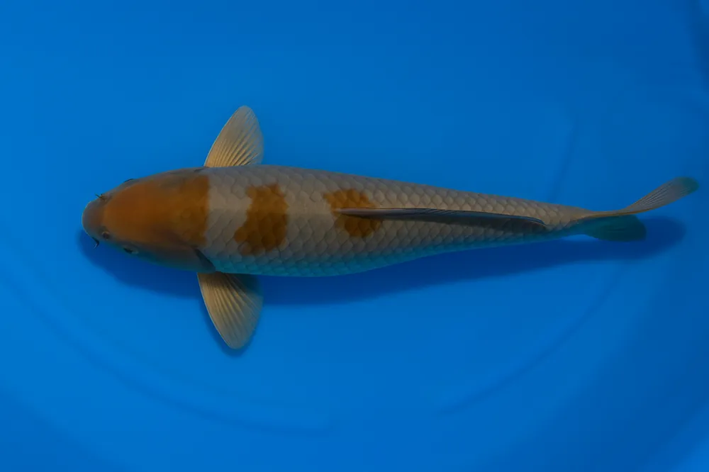 Aktuell Japan Koi Ikarashi Tosai Ochiba, Cyprinus carpio, 13-15 cm