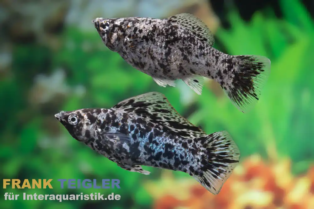 Aktuell Segelkärpfling Silbermarmor, Poecilia velifera, Premium XL