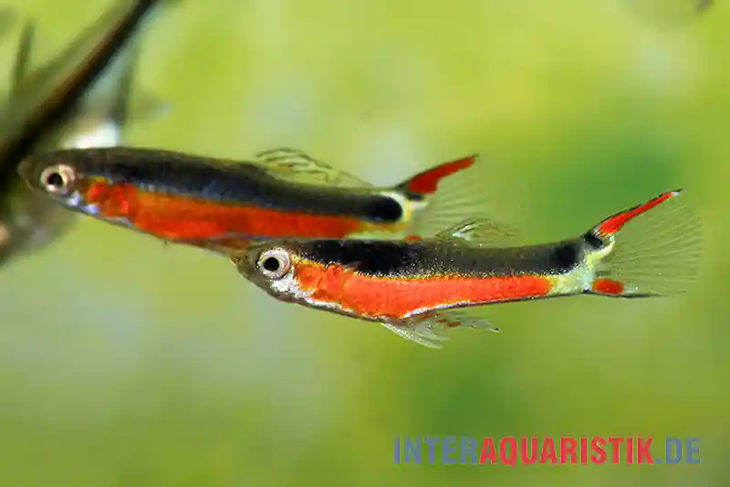 Endler Guppy "Super Red", Poecilia wingei, DNZ, paarweise Expressversand