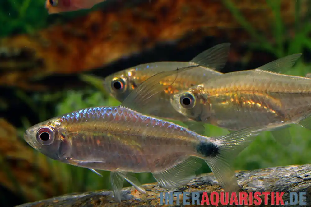 Preisknaller Blauer Diamantsalmler, Alestopetersius smykalai