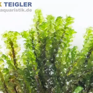 Perlenmoos, Distichophyllum sp. Rare, im 250 ml Becher Neu Im Sortiment