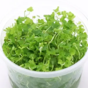 Mega-Angebot Japanischer Wassernabel, Hydrocotyle tripartita, im 250 ml Becher