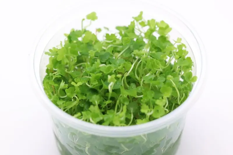 Mega-Angebot Japanischer Wassernabel, Hydrocotyle tripartita, im 250 ml Becher