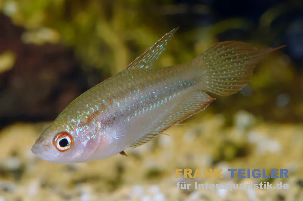 Geprüft Schallers Knurrender Gurami, Trichopsis schalleri (Minifisch) 2,5-4 cm