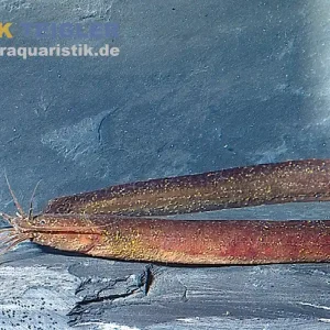 Afrikanischer Aalwels, Channallabes apus, 12-14 cm Solange Der Vorrat Reicht