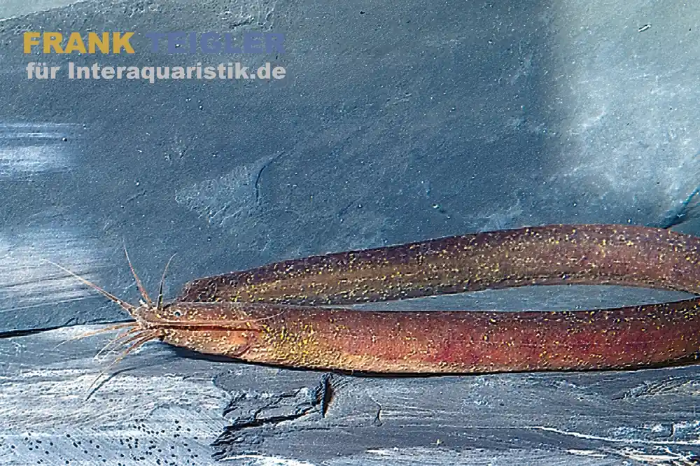 Afrikanischer Aalwels, Channallabes apus, 12-14 cm Solange Der Vorrat Reicht