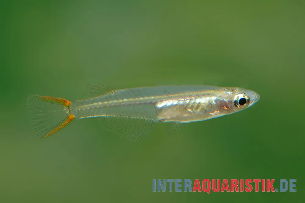 Rotschwanz-Reisfisch, Oryzias songkhramensis (Minifisch) Expressversand
