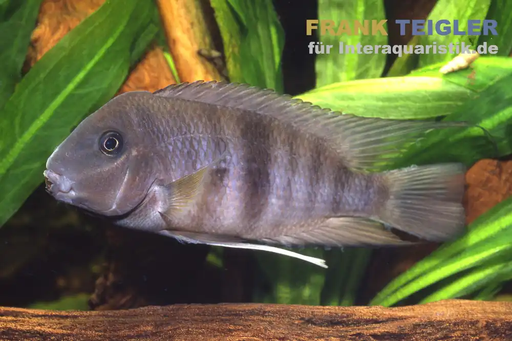 Nicaragua-Maulripper, Neetroplus nematopus (Hypsophrys nematopys) Angebot