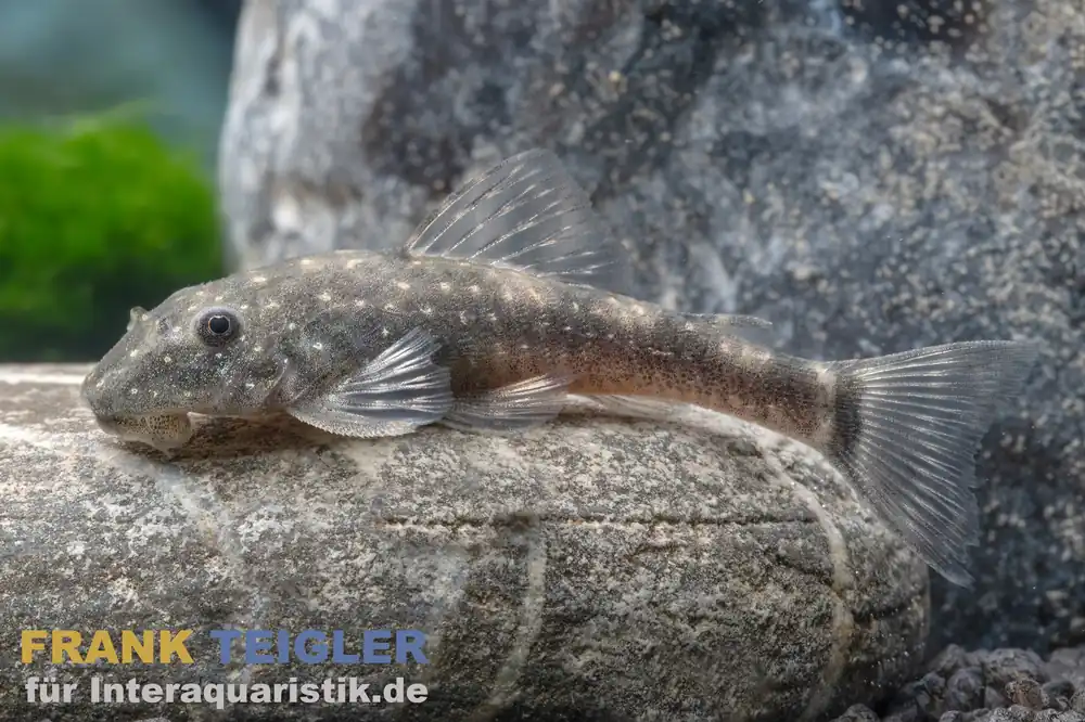 Must-Have Bahia-Zwergotocinclus, Parotocinclus bahiensis