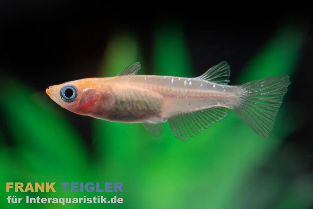 Neue Kollektion Medaka Kohaku kupfer, Oryzias latipes Kohaku Rame