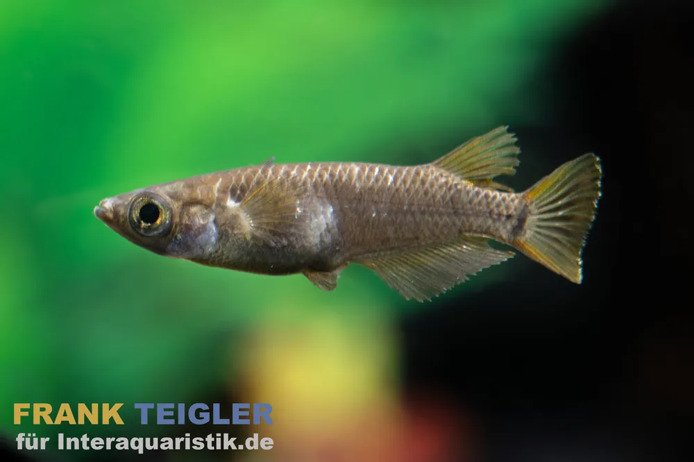 Garantierte Lieferung Medaka Super Black, Oryzias latipes Super Black