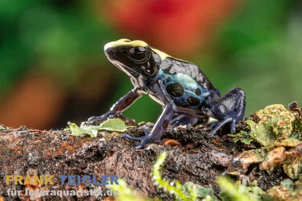 Bakhuis Färberfrosch, Dendrobates tinctorius Heißes Angebot