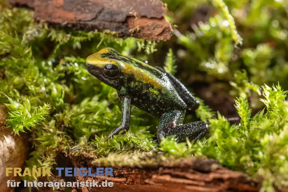 Zweifarb-Pfeilgiftfrosch, Phyllobates bicolor Begrenztes Angebot