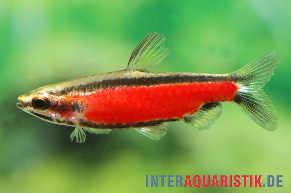 Knallerangebot Cenepa-Zwergziersalmler, Nannostomus sp. "Cenepa rot"