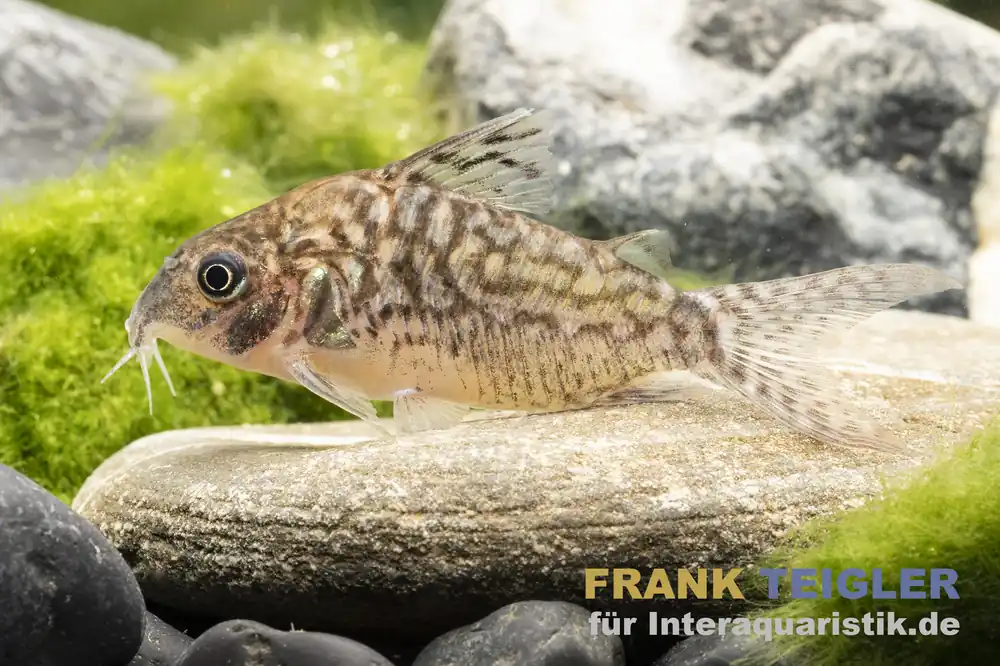 Angebot Genetzter Panzerwels, Corydoras sodalis