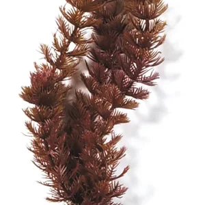 Marina Aquascaper Foxtail 30 cm Schnäppchen