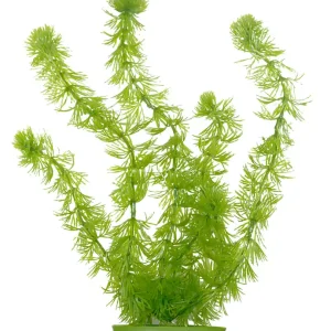 Marina Aquascaper Hornwort 30 cm Kracherpreis