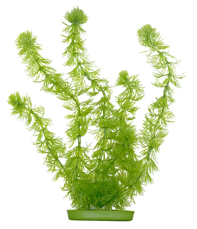 Marina Aquascaper Hornwort 30 cm Kracherpreis