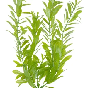 Marina Aquascaper Hygrophila 30 cm Preisreduziert