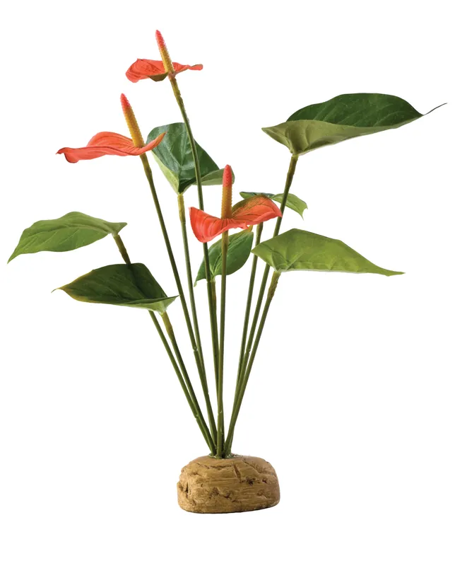 Exo Terra Flamingoblume Zertifiziert