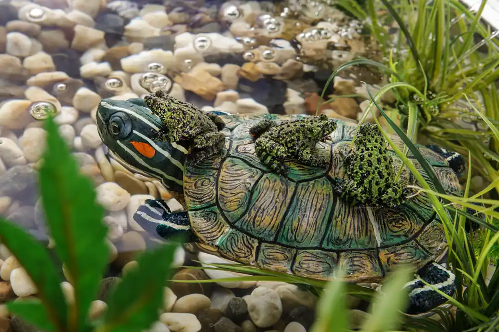 Exo Terra Turtle Turtle Island Sonderaktion