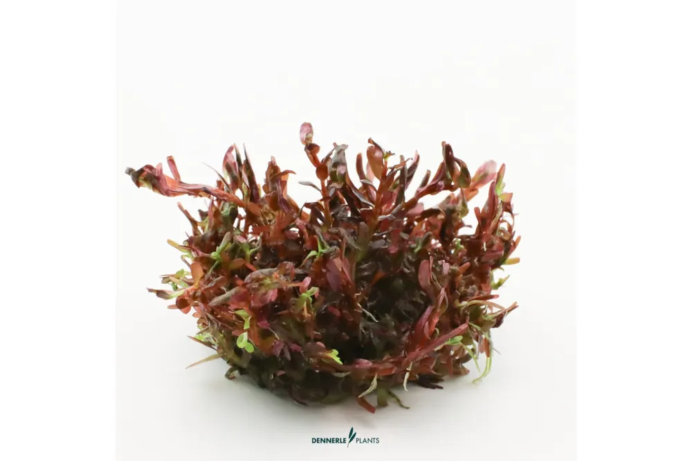 Garantierte Lieferung Blutrote Rotala, Rotala rotundifolia "Blood Red", Topf