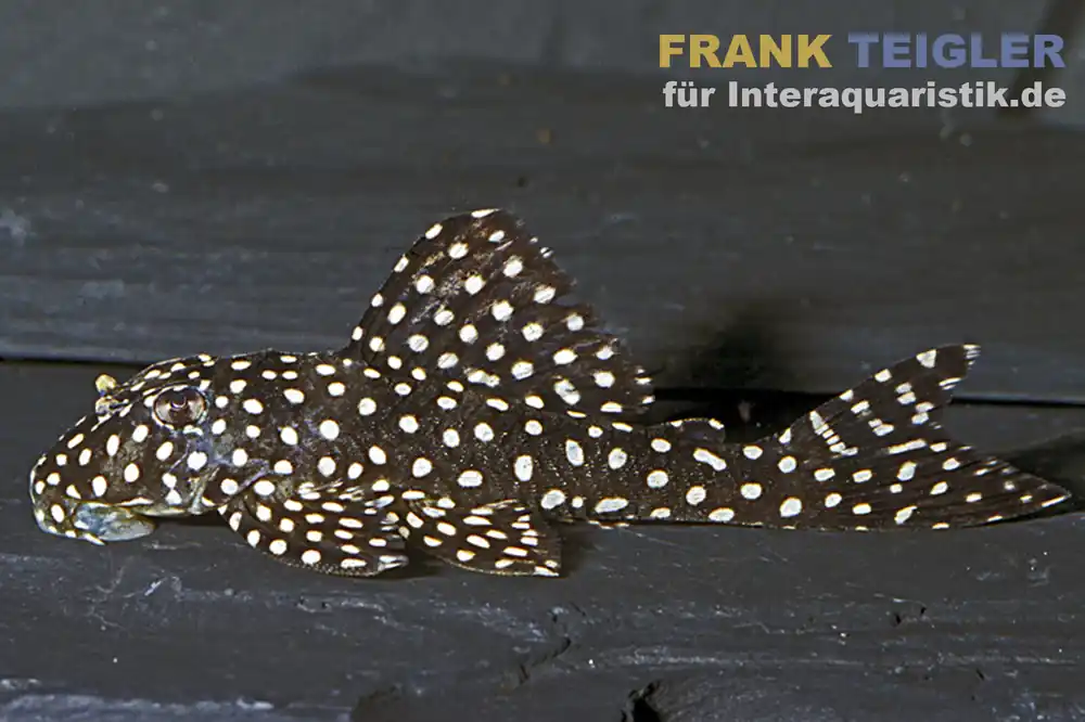 Schneller Versand Gefleckter Pfauenharnischwels, L48, Scobinancistrus sp., 8-10 cm