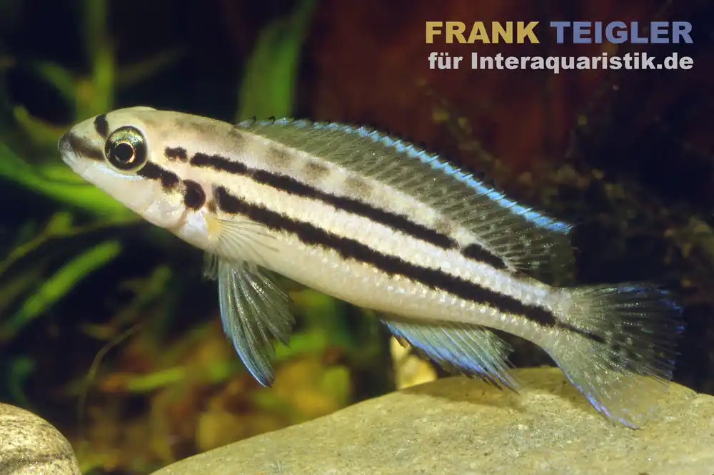 Zweibinden-Schlankcichlide, Chalinochromis bifrenatus, 4-5 cm Zertifiziert