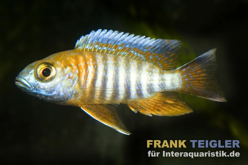 Blau-Goldener Pfauencichlide, Aulonocara korneliae, 4-5 cm Begrenztes Angebot