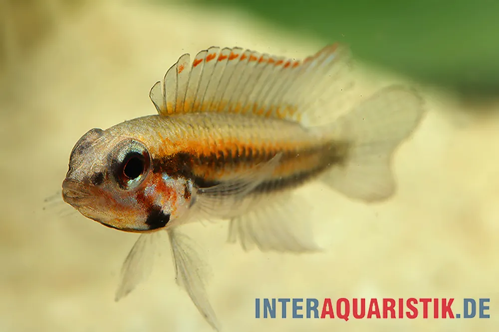 Psammophila-Zwergbuntbarsch, Apistogramma psammophila Neue Kollektion