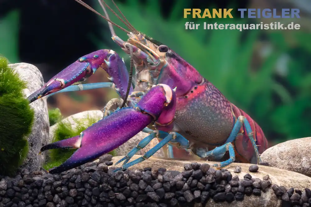 Sonderaktion Snakeskin-Tricolor-Krebs, Cherax woworae - Männchen