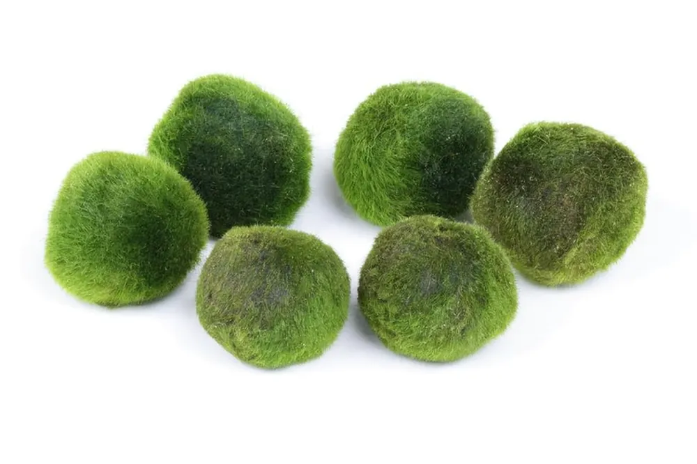 Direktkauf Mega Mossball Mix: 6× Mooskugel, Cladophora aegagropila (S–L)