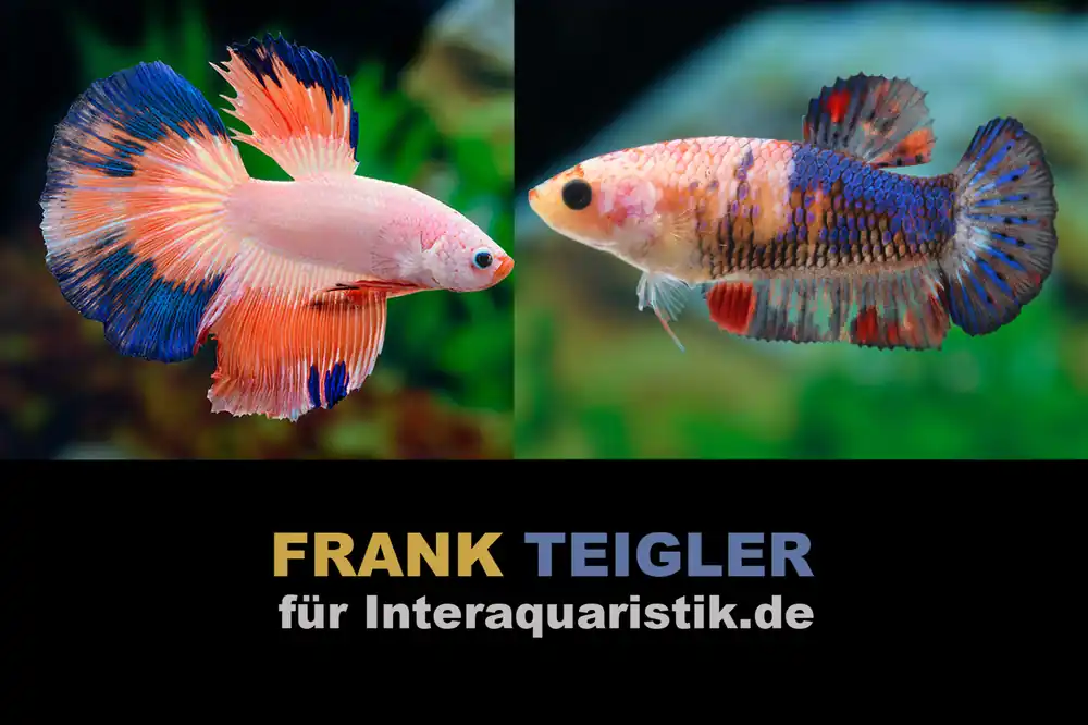 Finale Aktion Paar: Halfmoon Kampffisch Multicolor, Betta splendens
