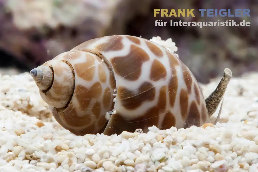 Orangefleck Babylon Schnecke, Babylonia zeylanica Preisknaller