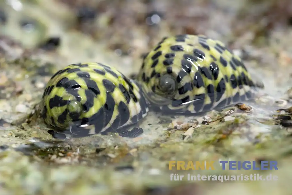 Zebra Turboschnecke, Cittarium pica Günstig