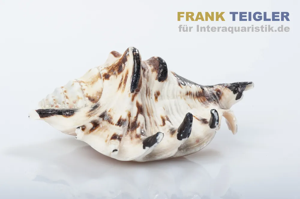 Gemeine Spinnenschnecke, Lambis lambis Beliebt