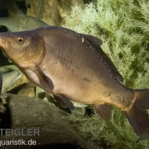 Sonderangebot Spiegelkarpfen XL, Cyprinus carpio