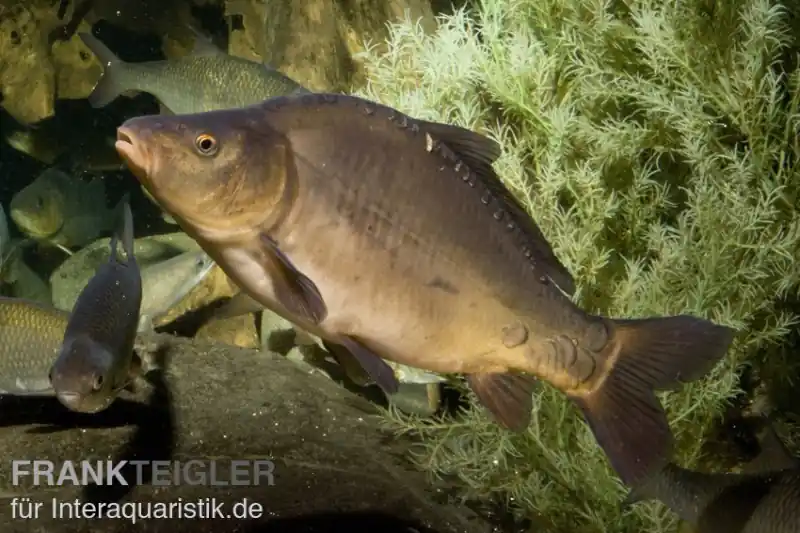 Sonderangebot Spiegelkarpfen XL, Cyprinus carpio