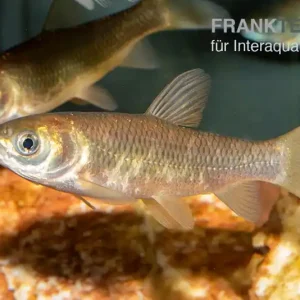 Graskarpfen XL, Ctenopharyngodon idella Preisknaller