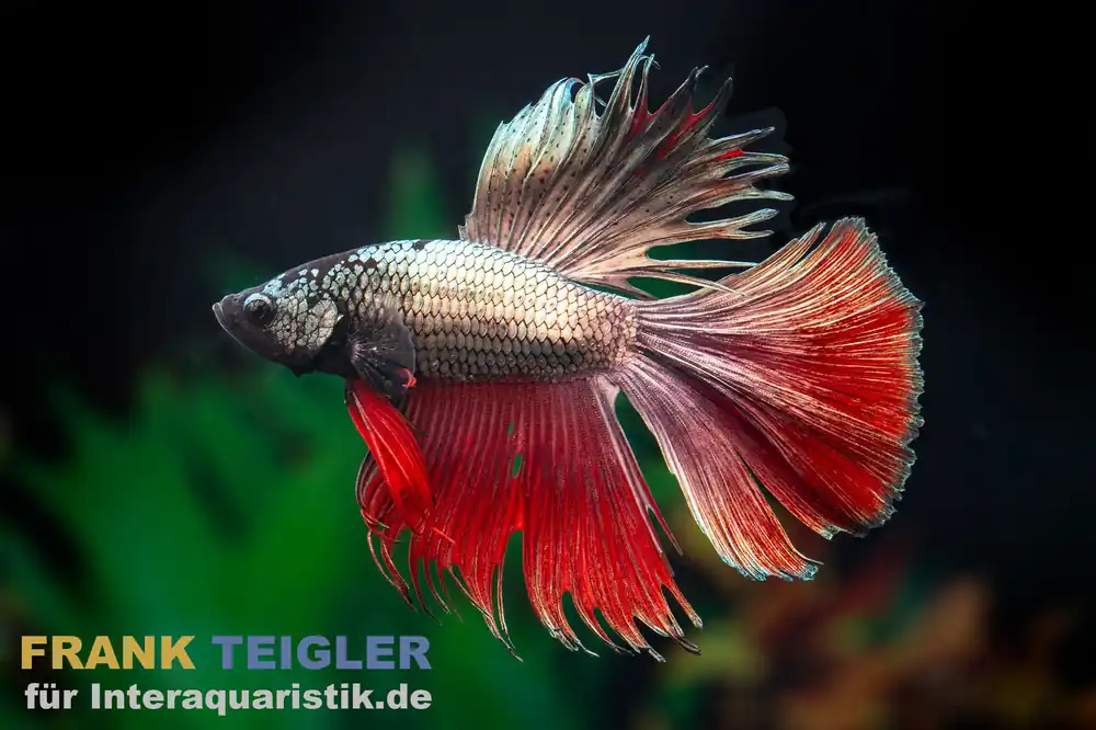 Rabatt Halfmoon Kampffisch Black Devil, Männchen, Betta splendens