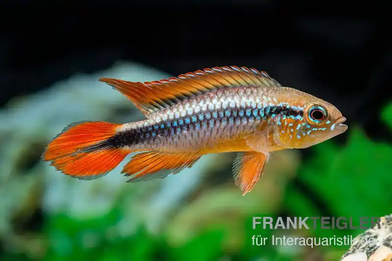 Echt Agassizii-Zwergbuntbarsch gold-rot, Apistogramma agassizii gold-rot, paarweise XL