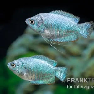 Zwergfadenfisch cobaltblau, Colisa lalia M Top-Preis