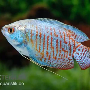 Zwergfadenfisch Neon-blau, Colisa lalia XL Begrenztes Angebot