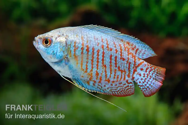 Zwergfadenfisch Neon-blau, Colisa lalia XL Begrenztes Angebot