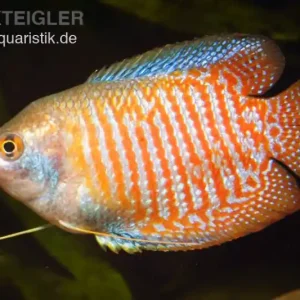 Zwergfadenfisch natur, Colisa lalia (Trichogaster lalius) Angebot