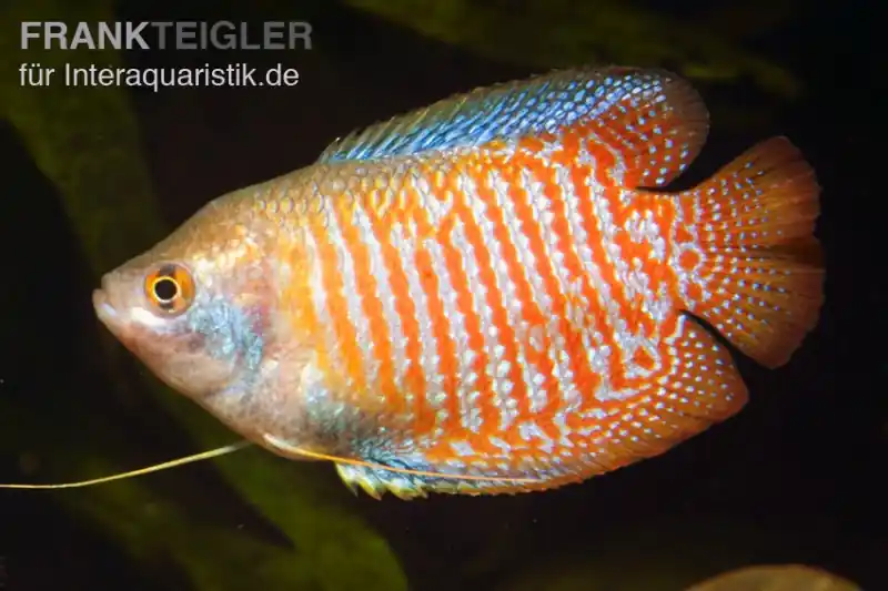 Zwergfadenfisch natur, Colisa lalia (Trichogaster lalius) Angebot