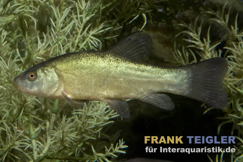Döbel, Aitel, Squalius cephalus, 7-10 cm (Kaltwasser) Mega-Angebot