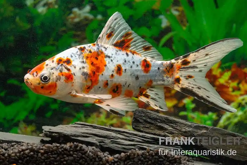 Shubunkin blue, Carassius auratus (Kaltwasser), Größe 4-6 cm Neue Kollektion