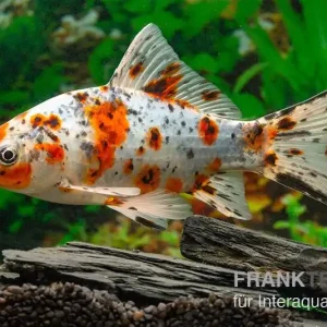 Abverkauf Shubunkin blue, Carassius auratus (Kaltwasser), Größe 12-15 cm